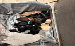Mixed Breed dogs for sale: Gorgeous Ultimate Doodles! - Image 2