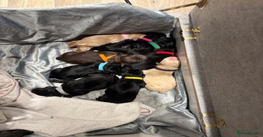 Mixed Breed dogs - Advert 4