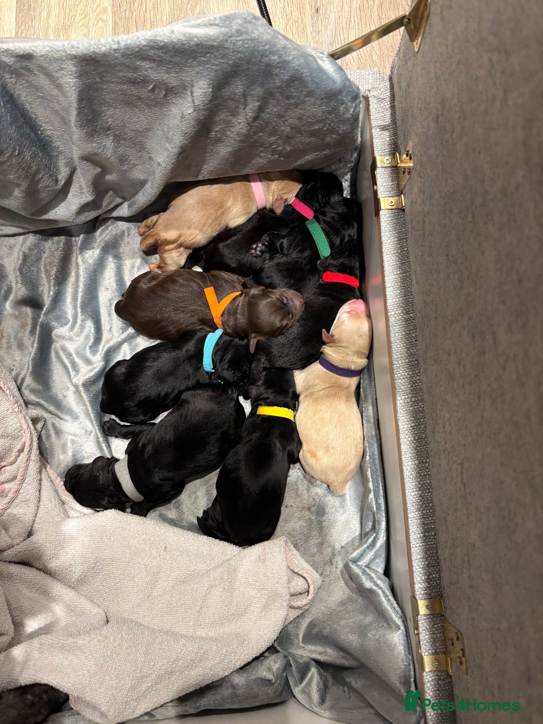 Mixed Breed dogs for sale: Gorgeous Ultimate Doodles! - Image 2