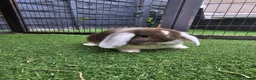 Mini Lop rabbits for sale: Beautiful mini lops for sale 💙🩷 - Advert 8