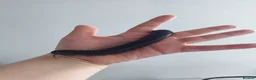 Millipedes invertebrates for sale: Giant African Milipede with Enclosure - Advert 1
