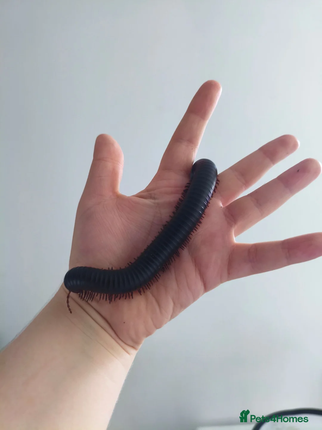 Millipedes invertebrates for sale: Giant African Milipede with Enclosure - Advert 1