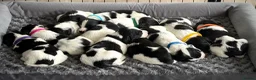 English Springer Spaniel dogs for sale: KC Registered English Springer Spaniel puppies - Advert 4