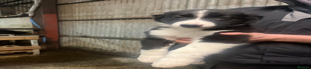 Border Collie Puppy 1