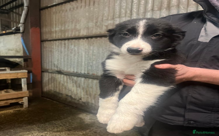 Border Collie dogs Working collie pup - Advert 2