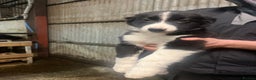Border Collie dogs for sale: Working collie pup - Advert 1