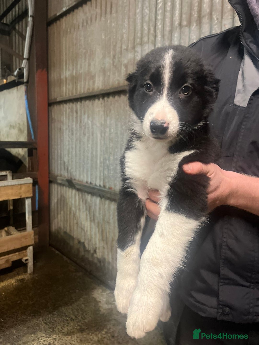 Border Collie dogs for sale: Working collie pup - Advert 1
