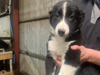Border Collie dogs for sale: Working collie pup - Advert 1