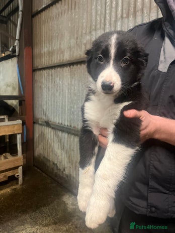 Border Collie dogs Working collie pup - Advert 2