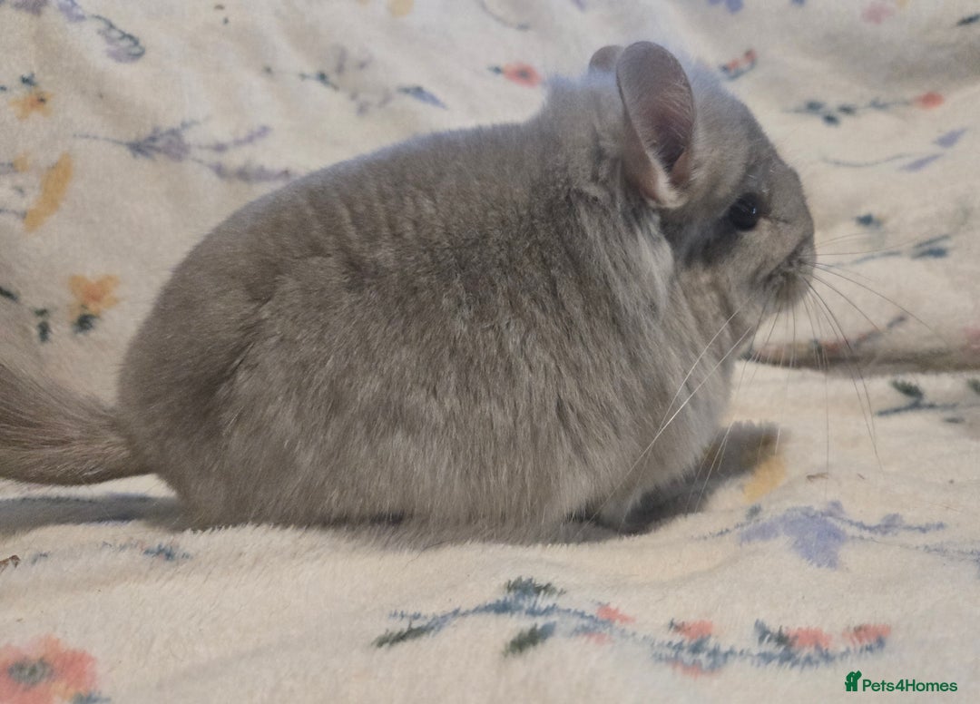 Chinchilla rodents for sale: Gorgeous Tan Royal Persian Angora Poss VC/BDC - Advert 5