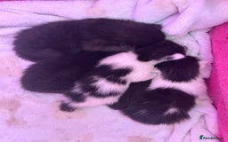 Mixed Breed cats for sale: Beautiful kittens  - Image 10