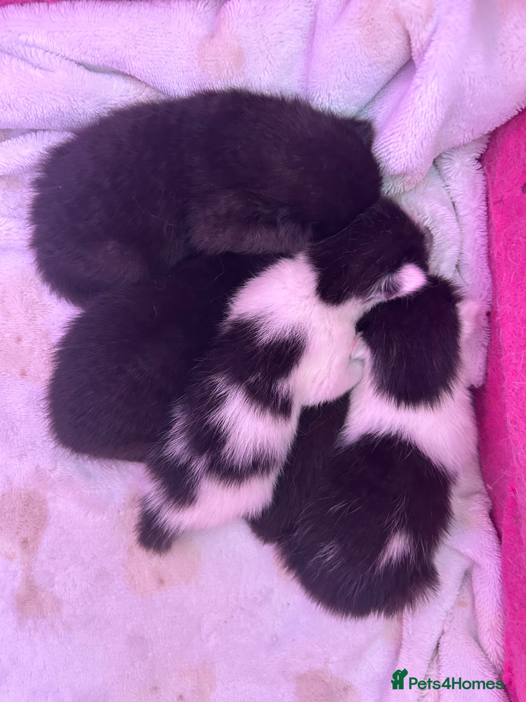 Mixed Breed cats for sale: Beautiful kittens  - Image 10