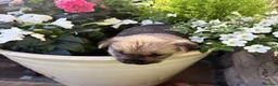 Norwich Terrier dogs for sale: Norwich terrier puppy  - Advert 5