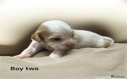 Cavapoo dogs for sale: ** RARE CAVAPOO PUPPIES DNA 🧬 CLEAR ** - Advert 4