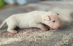 English Bull Terrier dogs for sale: English bull terrier puppy’s  - Image 17