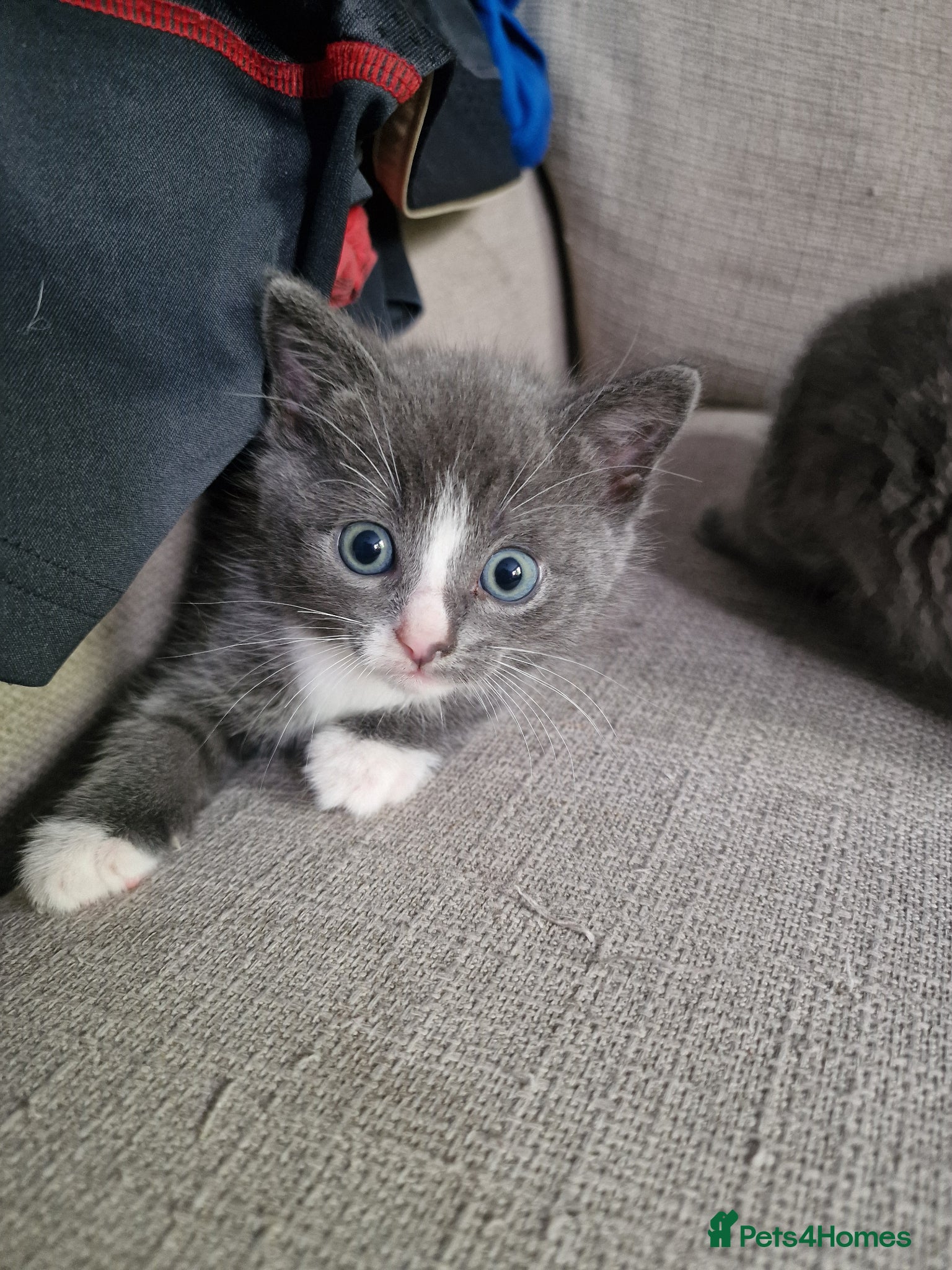 Scottish Fold cats Mixed breed kittens - Advert 2