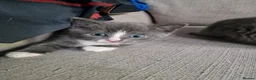 Scottish Fold cats for sale: Kittens everywhere! - Advert 21