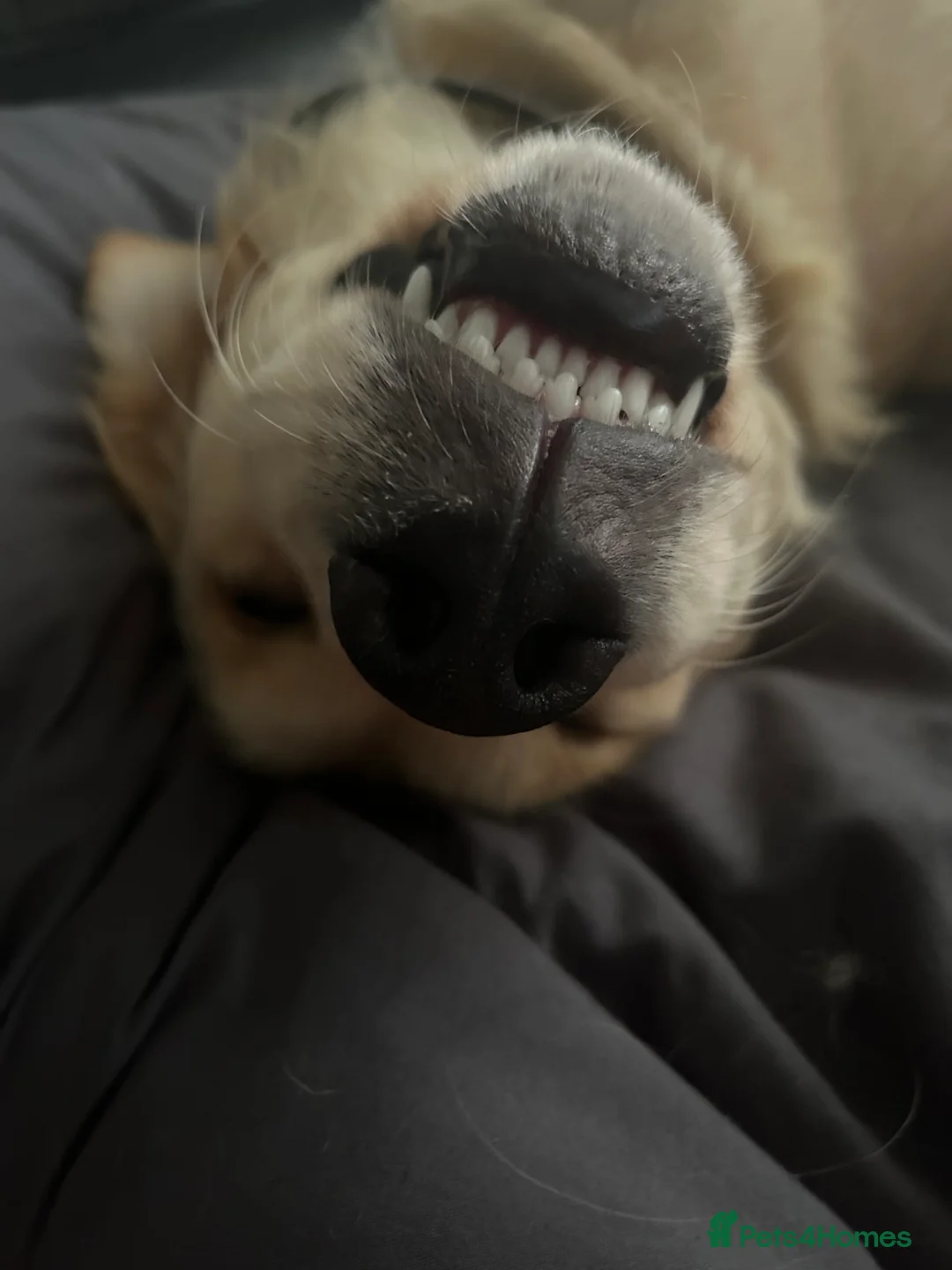 Golden Retriever dogs for stud: Handsome Golden boy for stud  in Frome - Advert 9