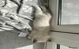 Ragdoll cats for sale: Ragdoll kitten boy, READY TO LEAVE in Bournemouth - Image 14