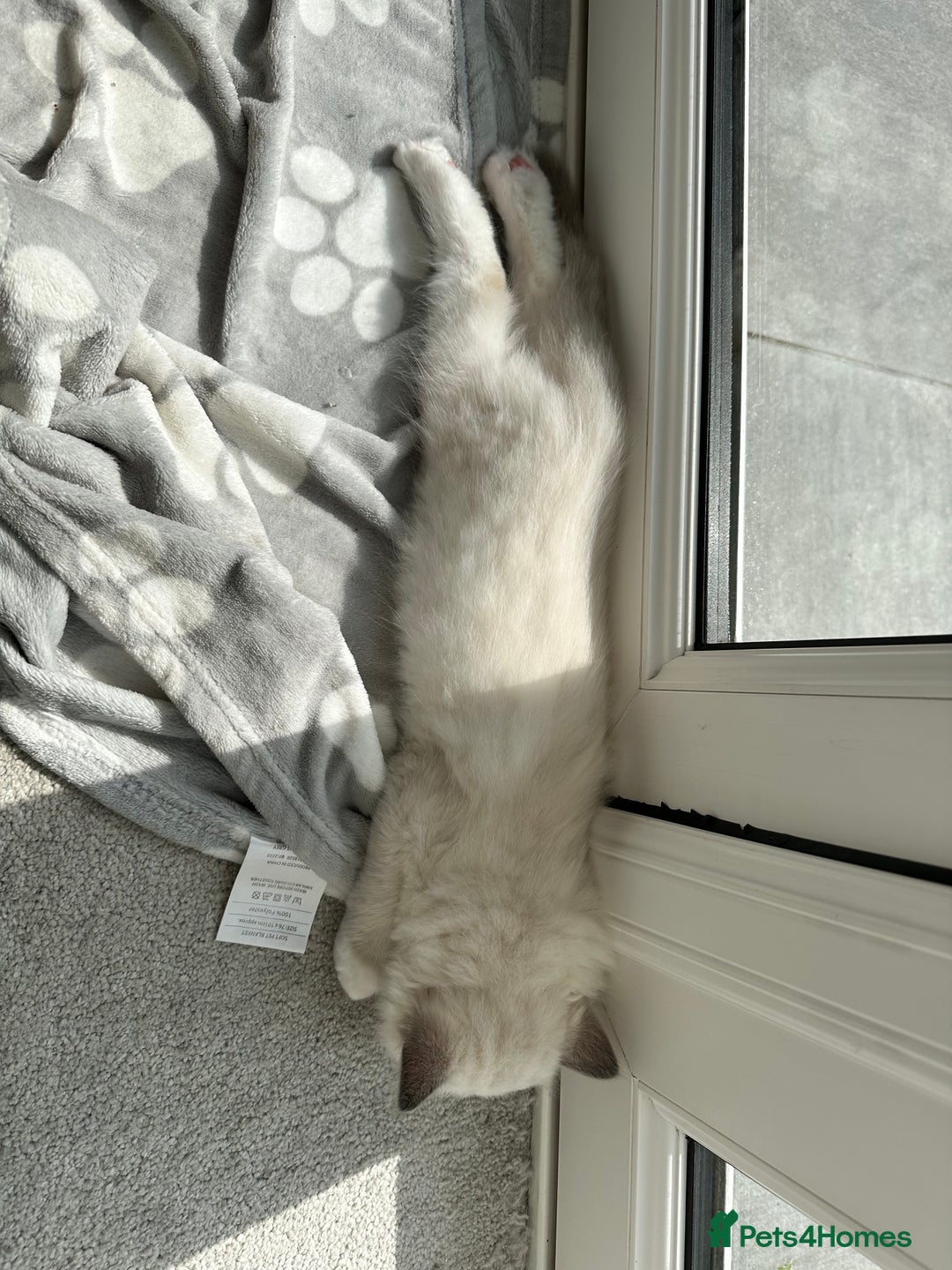 Ragdoll cats for sale: Ragdoll kitten boy, READY TO LEAVE in Bournemouth - Image 14