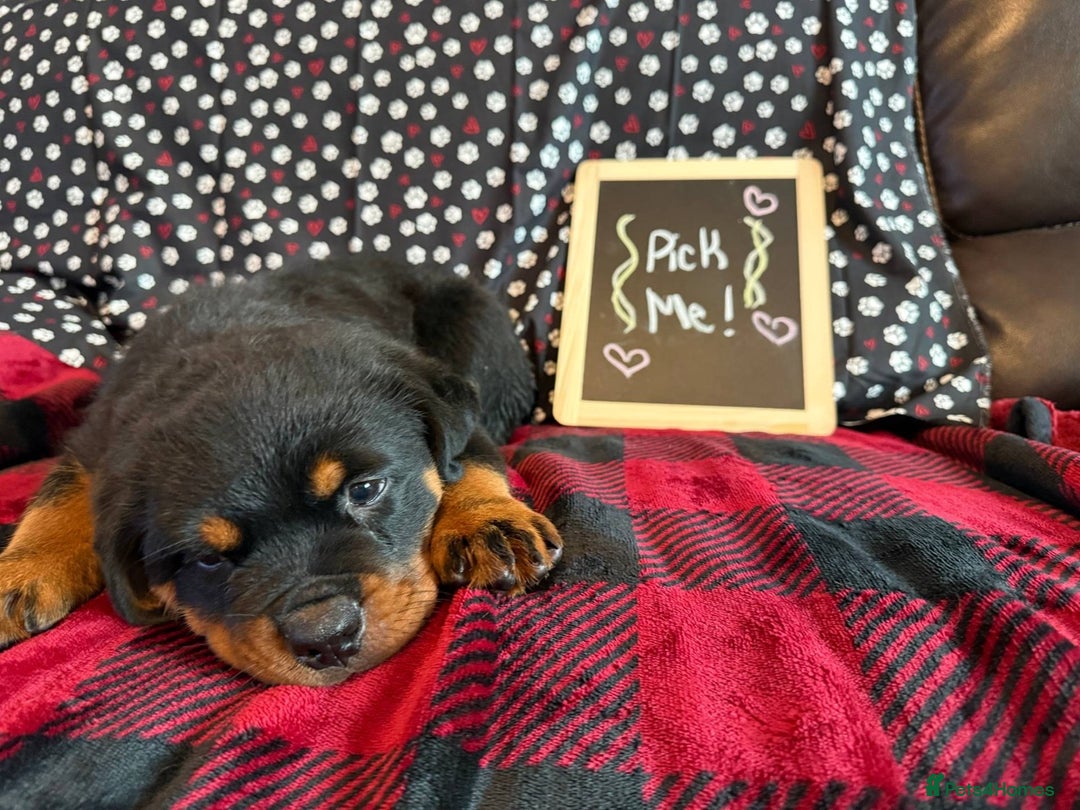 Rottweiler dogs for sale: Full bred rottweiler puppies - Image 2