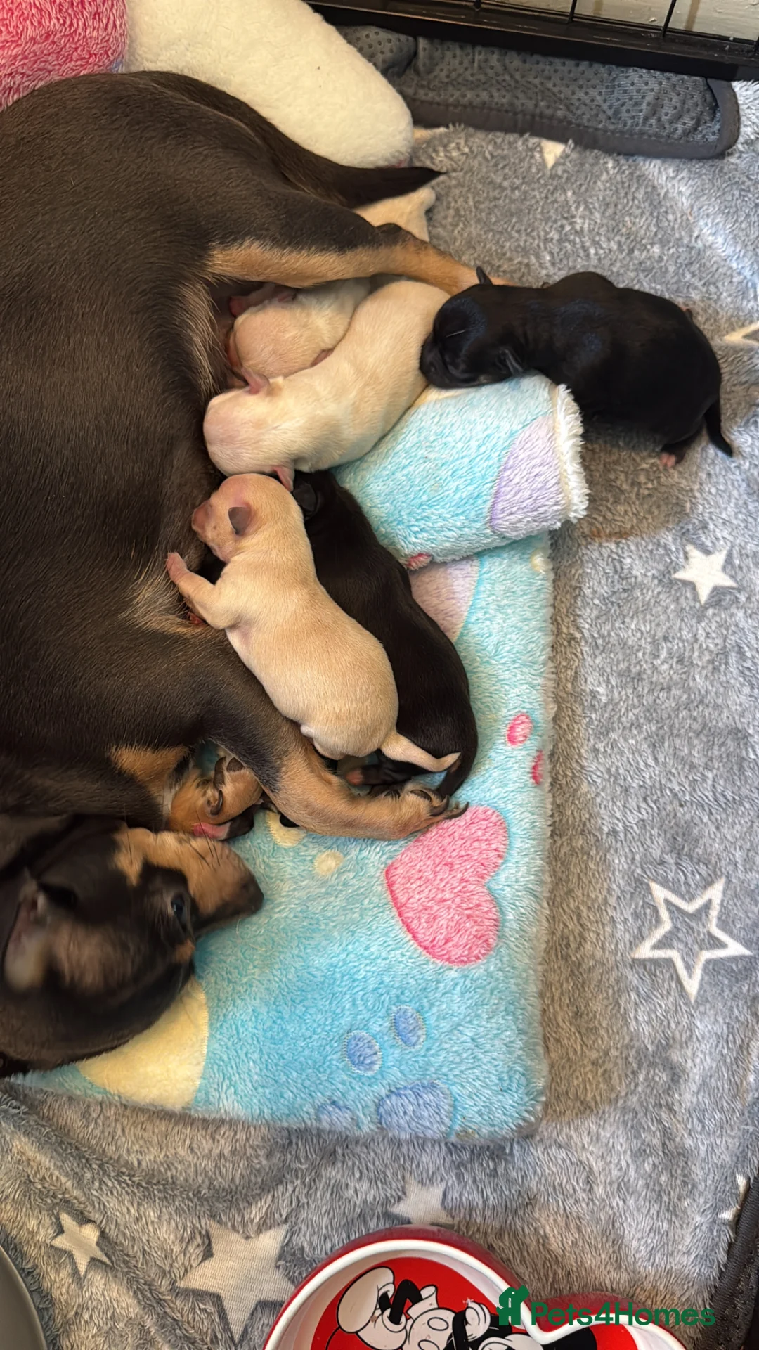 Chihuahua dogs for sale: Newborn chihuahua puppies for good homes - Advert 2