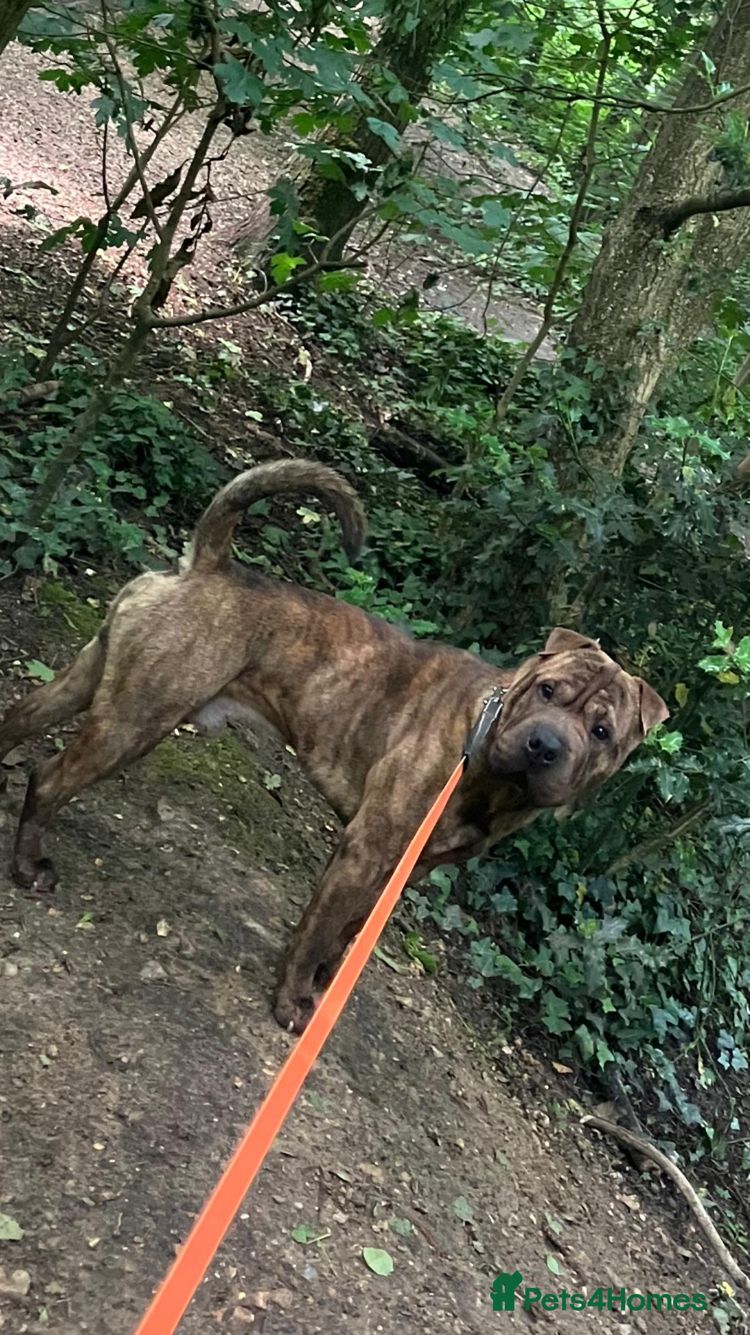 Mixed Breed dogs for stud: Sharpei x staffy  - Advert 9