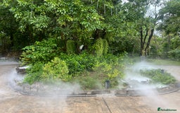 Miniature Dachshund dogs for sale: Miniture dachshund pups  - Advert 18