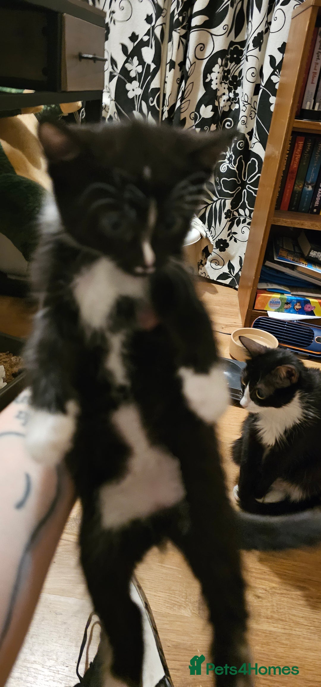 Mixed Breed cats for sale: 3 kittens and mum  - Image 2