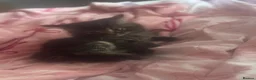 Domestic Shorthair cats for sale: 8 weeks old kittens  in London - Advert 2
