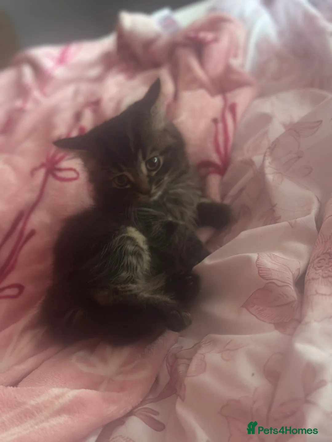 Domestic Shorthair cats for sale: 8 weeks old kittens  in London - Advert 2
