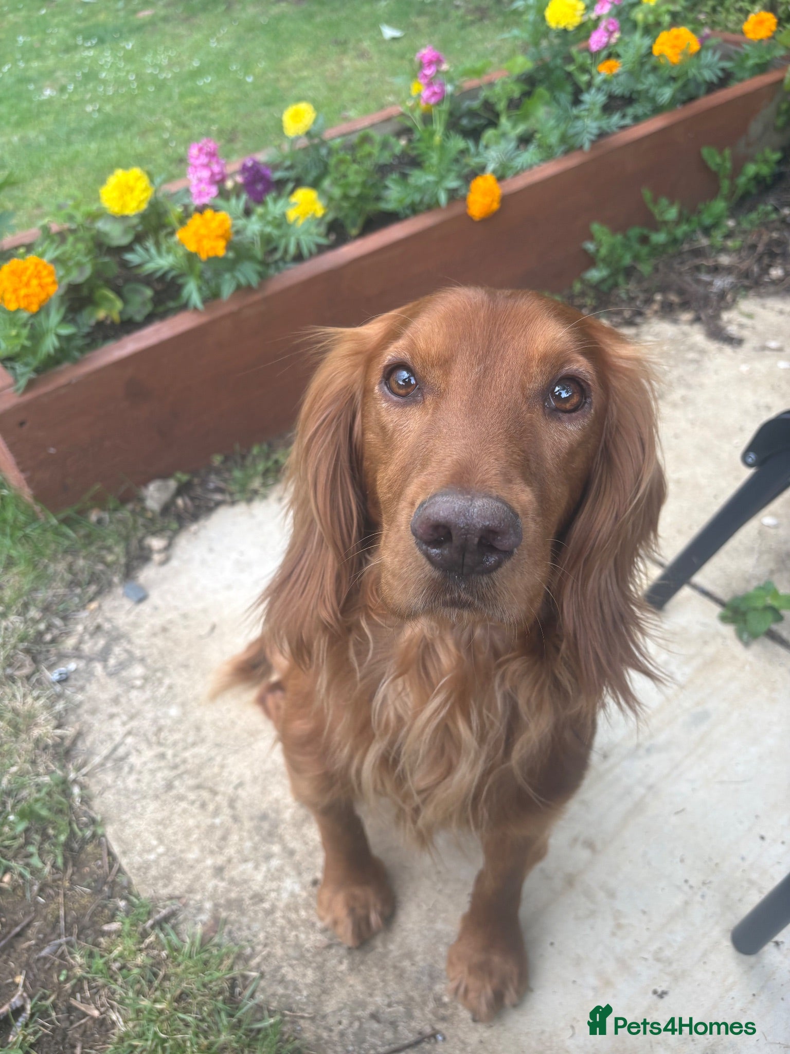 Cocker Spaniel dogs Beautiful KC red working Cocker spaniel  - Advert 7