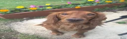 Cocker Spaniel dogs for stud: Beautiful KC red working Cocker spaniel  - Advert 1