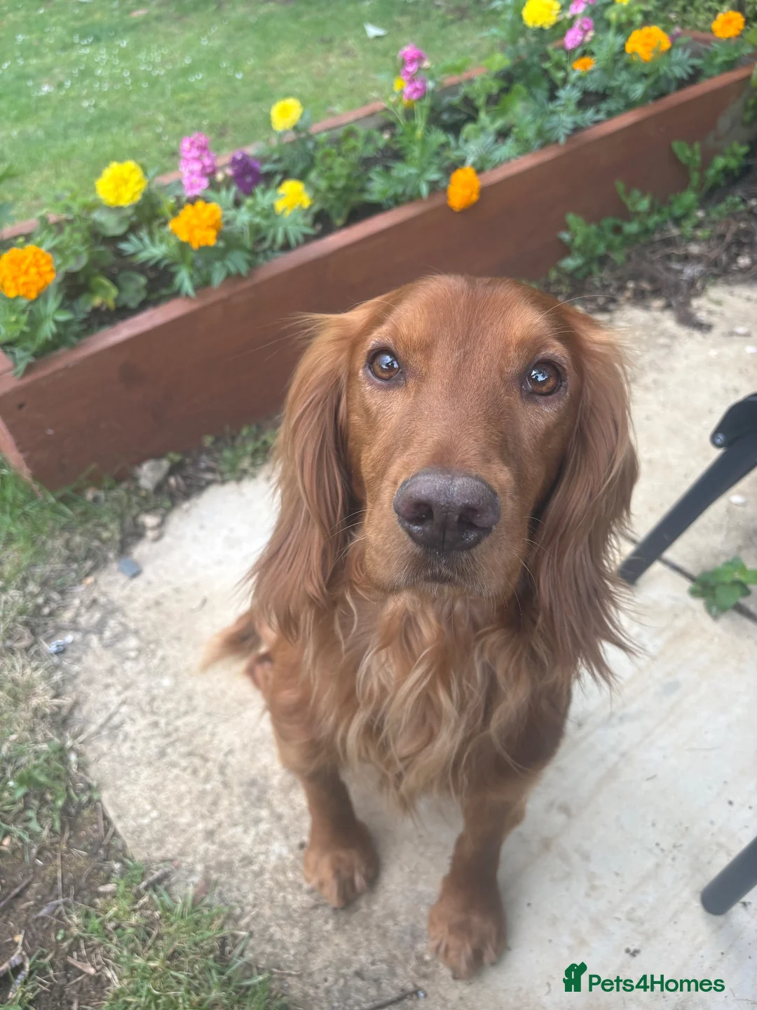 Cocker Spaniel dogs for stud: Beautiful KC red working Cocker spaniel  - Advert 1