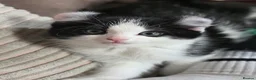 Mixed Breed cats for sale: 5 kittens female and males available now - Advert 4
