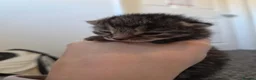 Mixed Breed cats for sale: Stunning tabby kittens  - Advert 6