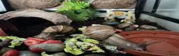 Snails invertebrates for sale: Giant African land snails in Swindon - Advert 5