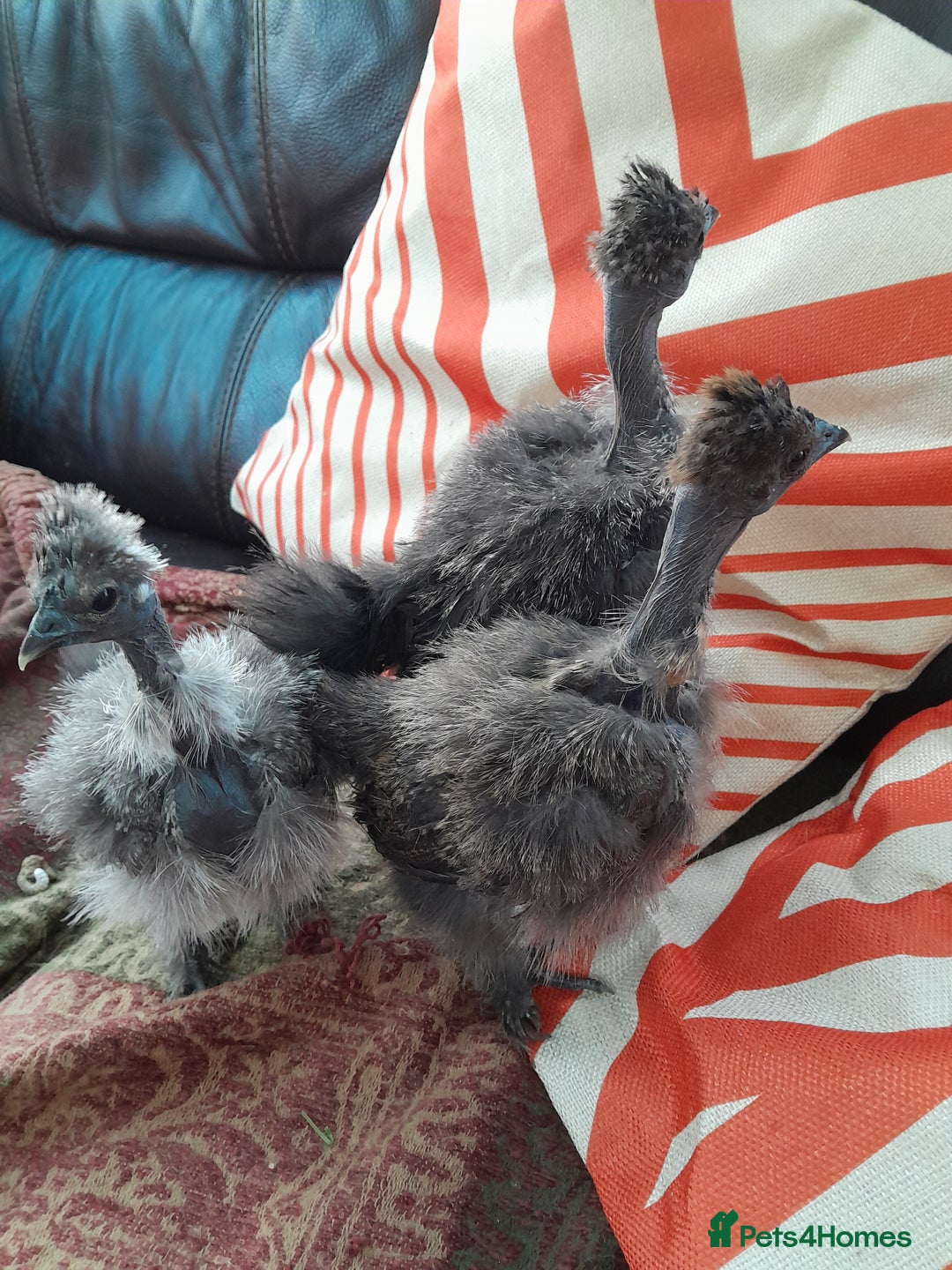 Chickens poultry for sale: Showgirl chicks. Silkie/naked Neck off heat. - Advert 2