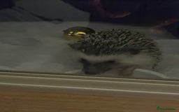 Mixed Breed reptiles for sale: African Pygmy Hedgehog  - Image 5