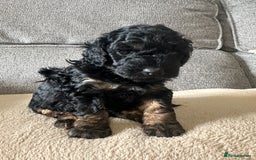 Cockapoo dogs for sale: F1BB Toy Cockapoo puppies - Image 5