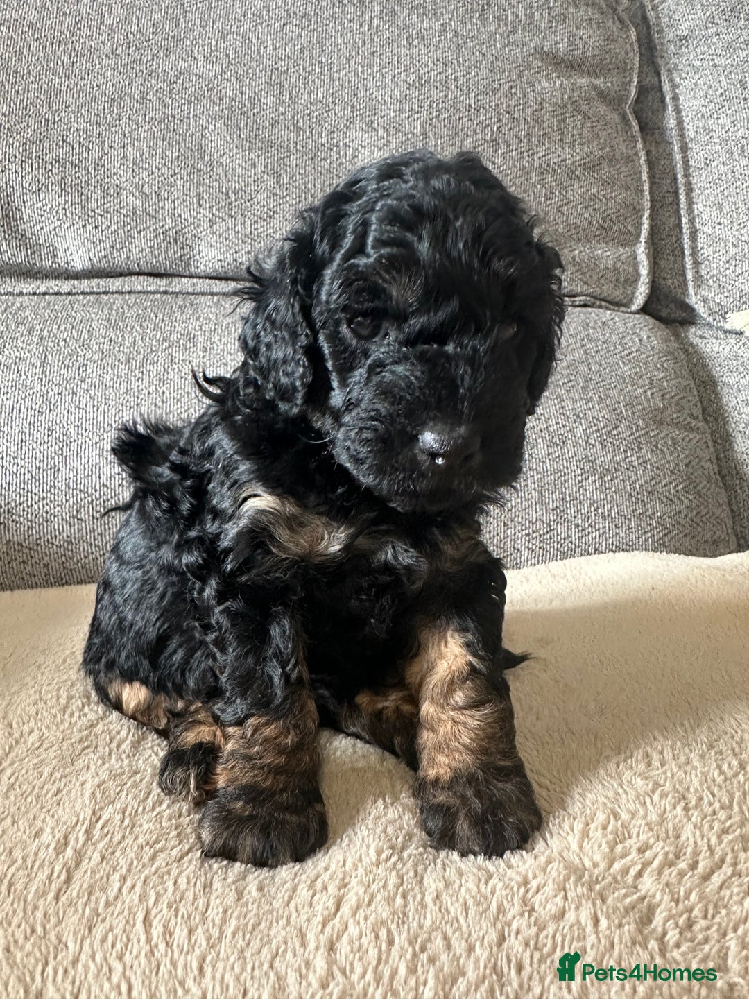 Cockapoo dogs for sale: F1BB Toy Cockapoo puppies - Image 5