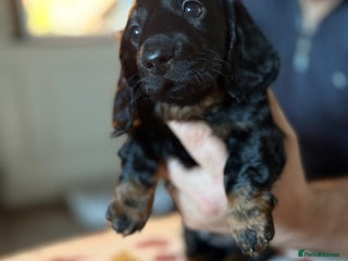 Dachshund dogs Long haired dachshunds - Advert 5