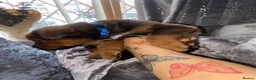 Mixed Breed dogs for sale: 🐾 Rottweiler x Belgian Malinois Puppies  - Advert 20