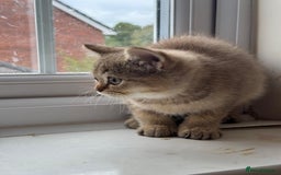 British Shorthair cats for sale: 2 Female and 1 Male Kitten Looking for  Home 🐱✨ - Image 5