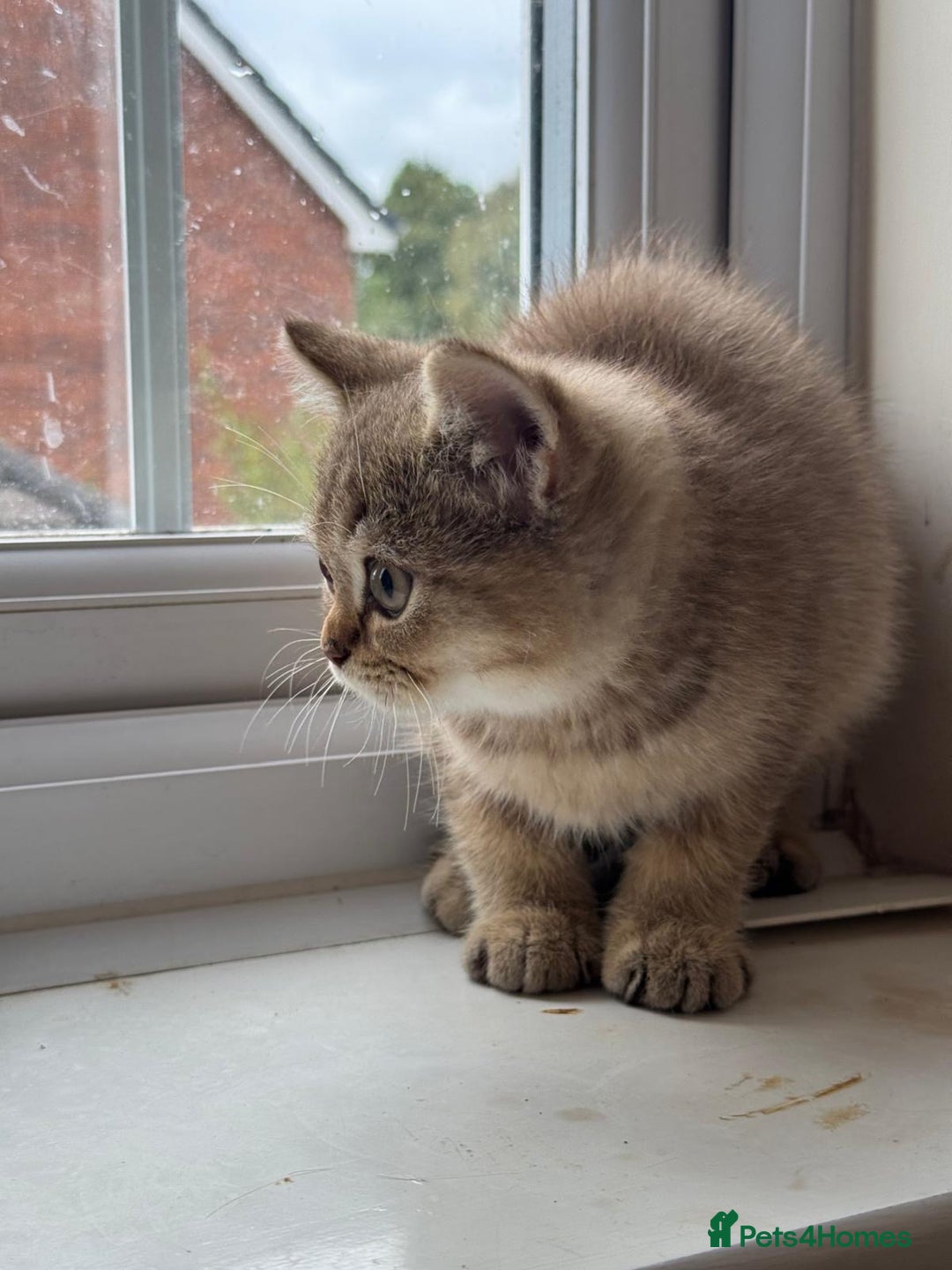 British Shorthair cats for sale: 2 Female and 1 Male Kitten Looking for  Home 🐱✨ - Image 5