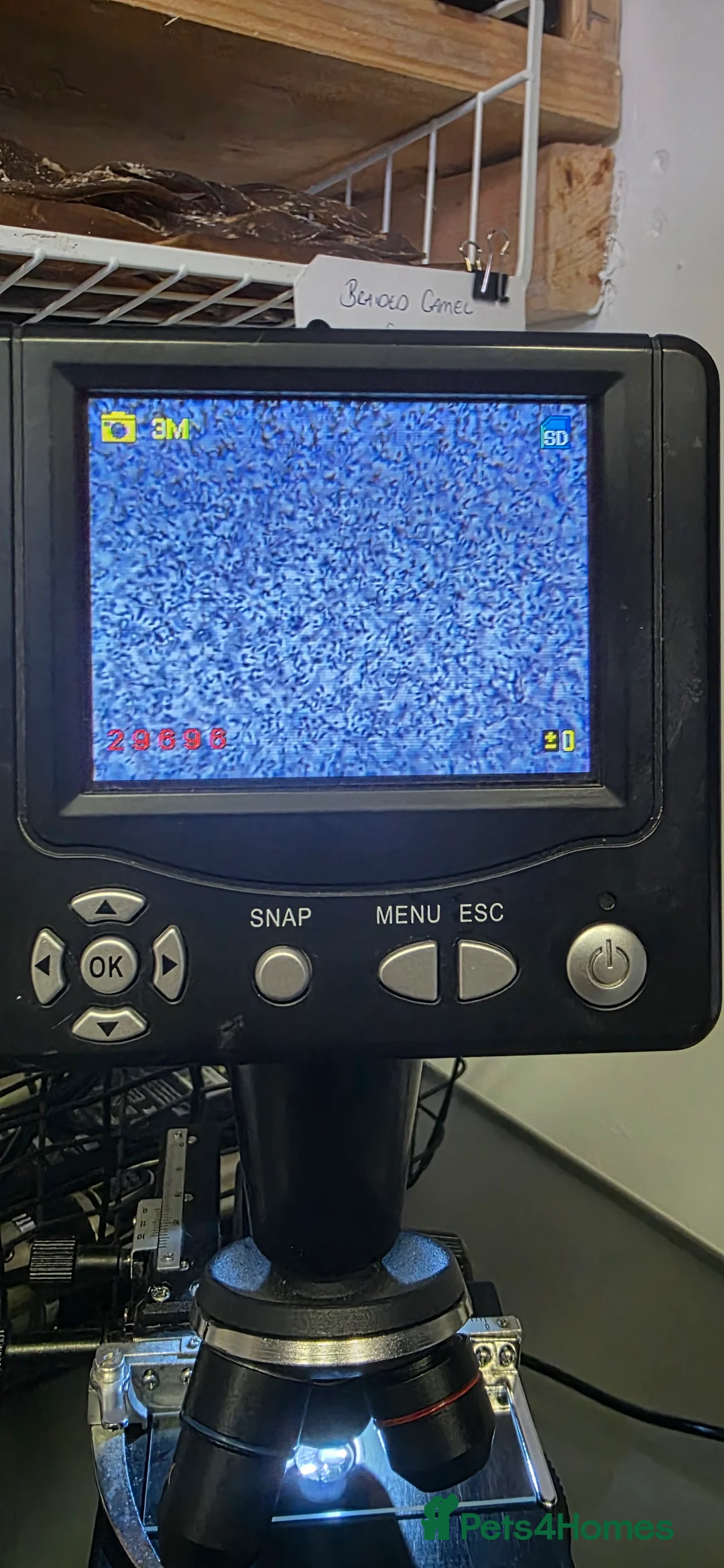 Weimaraner dogs for stud: GORGEOUS KC REGISTERED WEIMARANER STUD - Advert 18