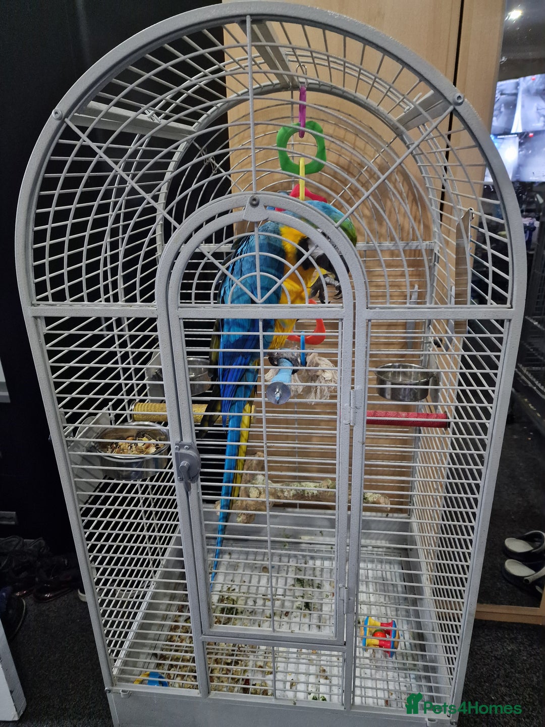 Budgerigars birds for sale: Baby Blue&Gold For Sale!  - Image 5