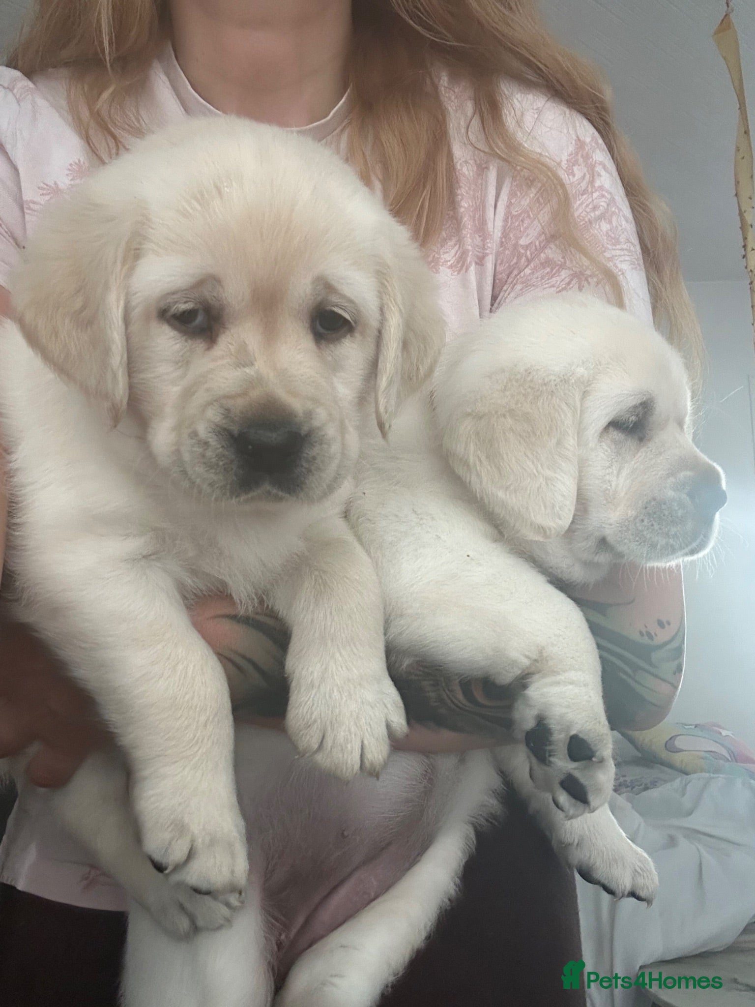 Labrador Retriever dogs Beautyfull Labrador show x champion golden - Advert 14