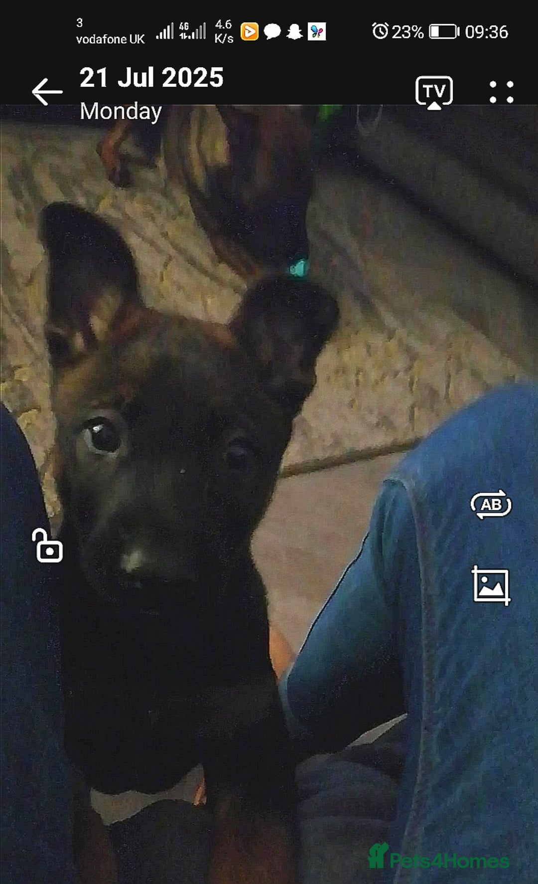 Belgian Shepherd Dog dogs for sale: Female Belgian malinois  - Image 1
