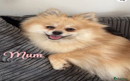 Pomeranian dogs for sale: Pomeranian pups🩵🩷 - Image 10